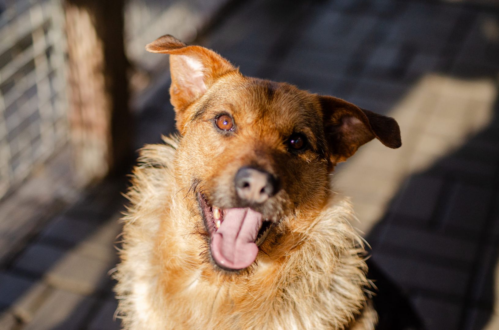 Kufel - fantastyczny, szorstkowłosy psiak szuka domu!  - Zdjęcie 1