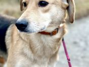 Kira - łagodna, przyjazna sunia BŁAGA o dom!