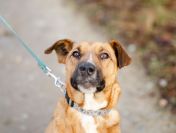 Doniu - młody, łagodny rudzielec szuka domu!