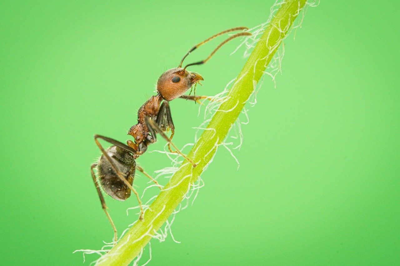 Opinia przyrodnicza, karta informacyjna przedsięwzięcia, tel. 504-746-203  - Zdjęcie 1