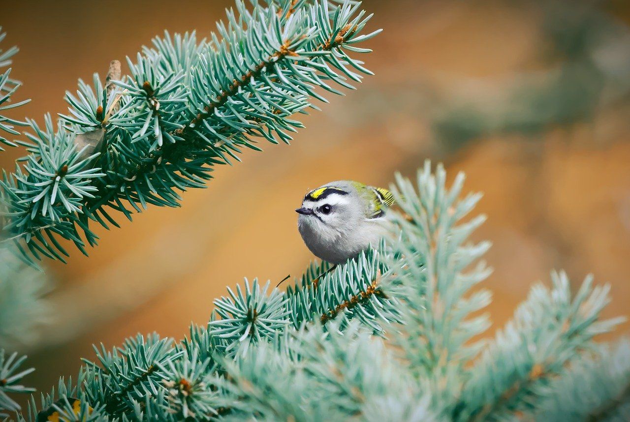Ekspertyza chiropterologiczna, przyrodnicza, ornitologiczna, waloryzacja  - Zdjęcie 1