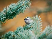 Ekspertyza chiropterologiczna, przyrodnicza, ornitologiczna, waloryzacja