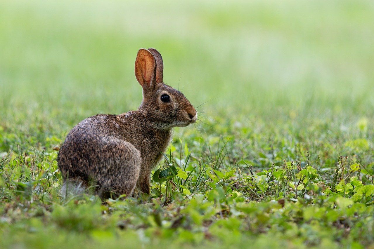Wykonanie inwentaryzacji przyrodniczej do raportu środowiskowego tel.  - Zdjęcie 1
