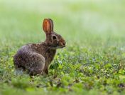 Wykonanie inwentaryzacji przyrodniczej do raportu środowiskowego tel.