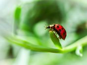 Wykonanie inwentaryzacji przyrodniczej, raportu, tel. 504-746-203,