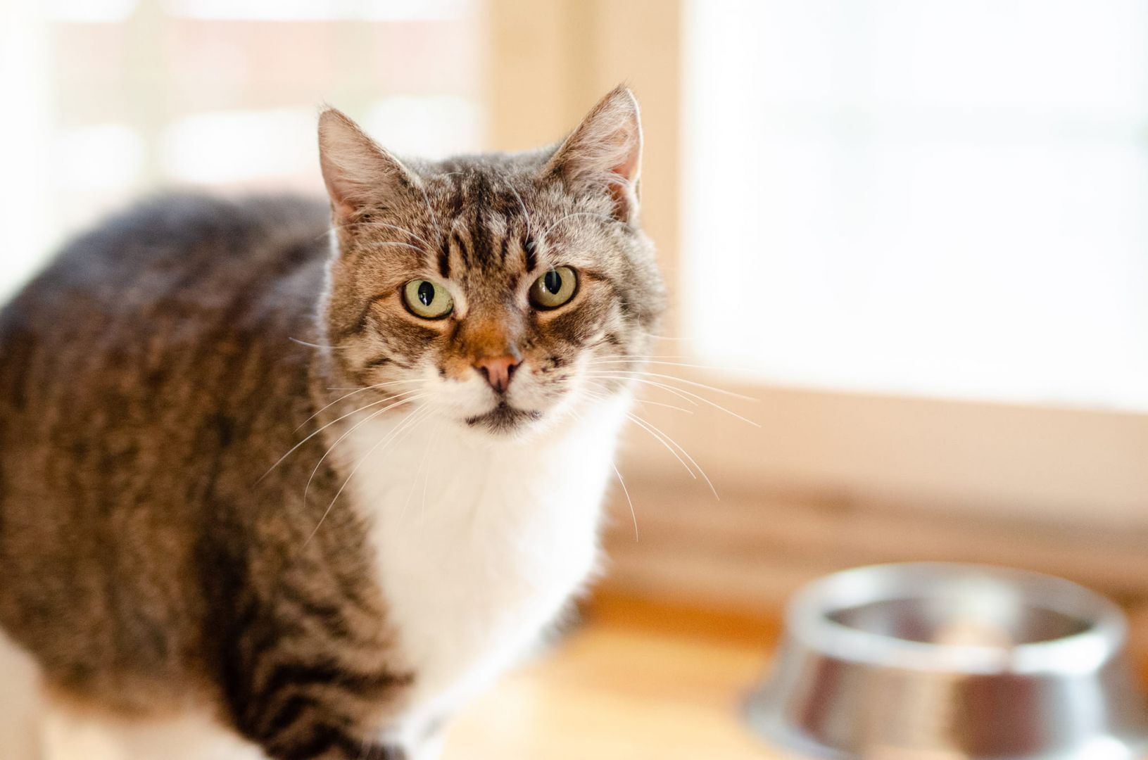 Serafina, czyli kocie lekarstwo na wszelkie zło!  - Zdjęcie 1