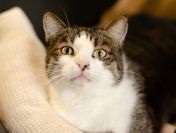 Kibo - koci przytulas szuka domu!