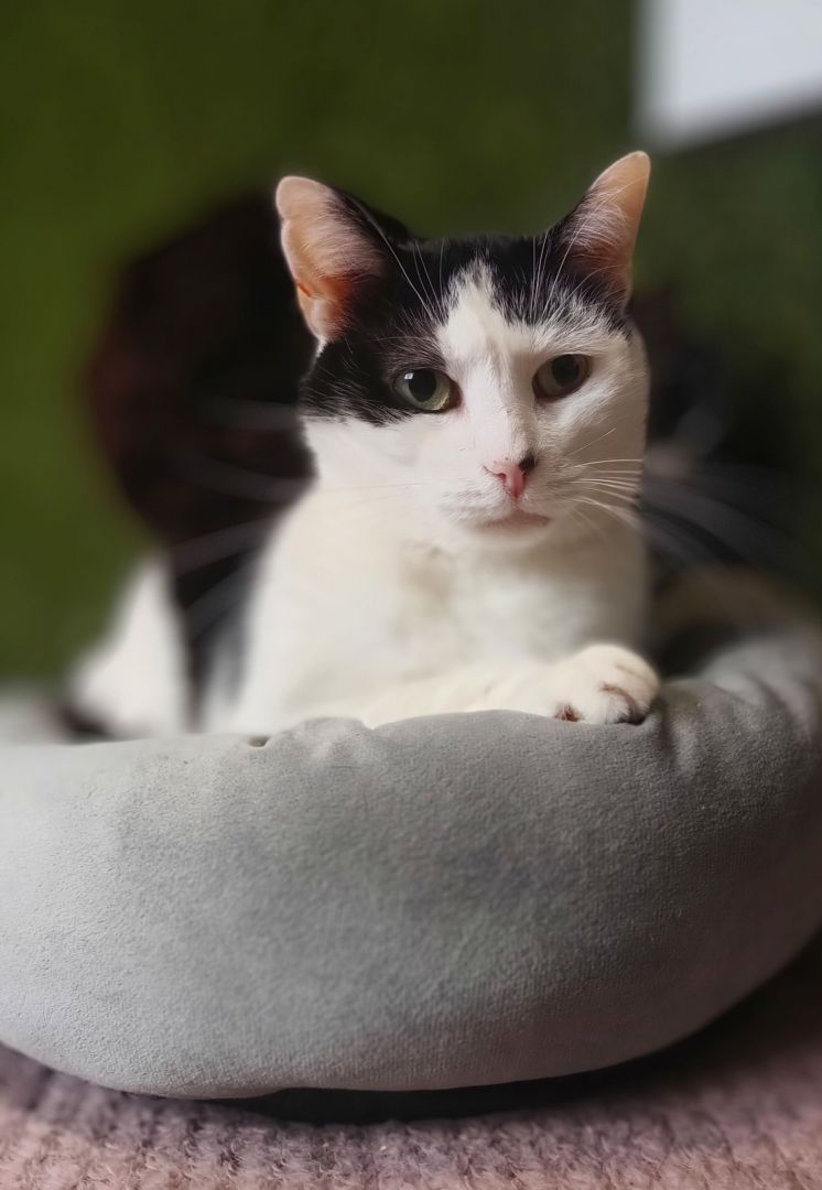 Drucik - spokojny, delikatny kocurek PILNIE szuka domu!  - Zdjęcie 1