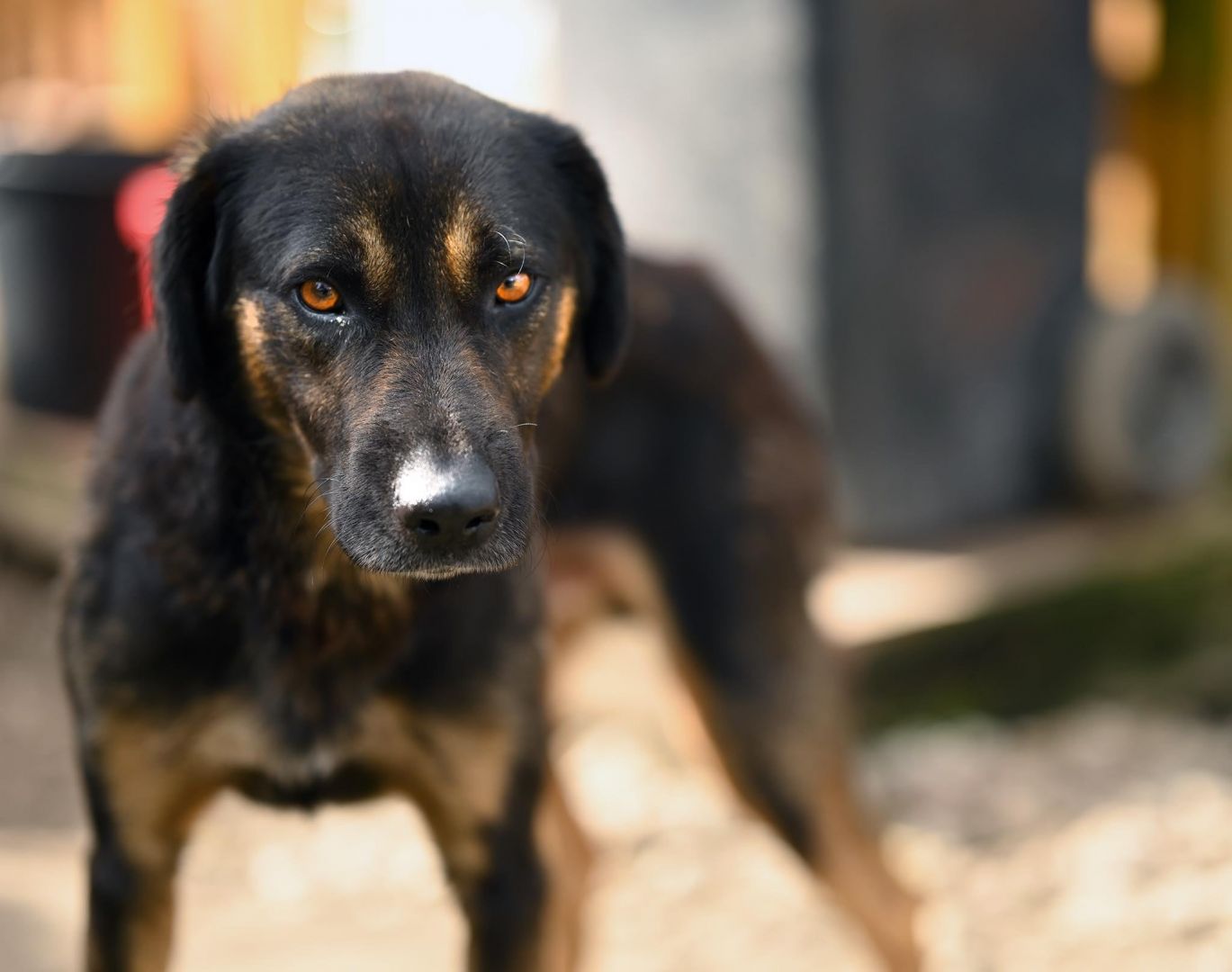 Orzysz - wspaniały, niekonfliktowy pies szuka domu!  - Zdjęcie 1