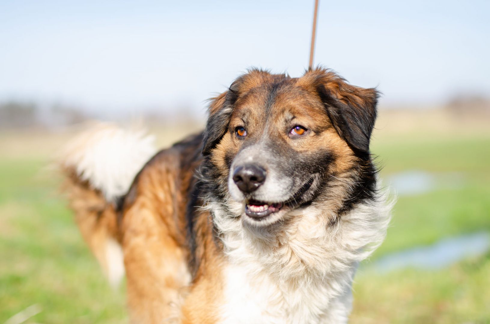 Uśmiechnięty Beet, super psiak szuka domu!  - Zdjęcie 1