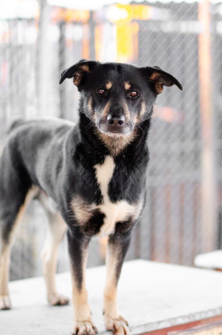 Ogonek - delikatny łagodny, młody psiak szuka domu!  - Zdjęcie 1