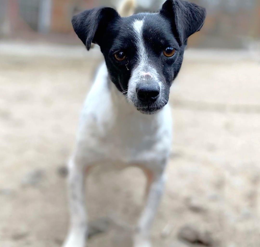 Kazia - niewielka, delikatna sunia szuka domu!  - Zdjęcie 1