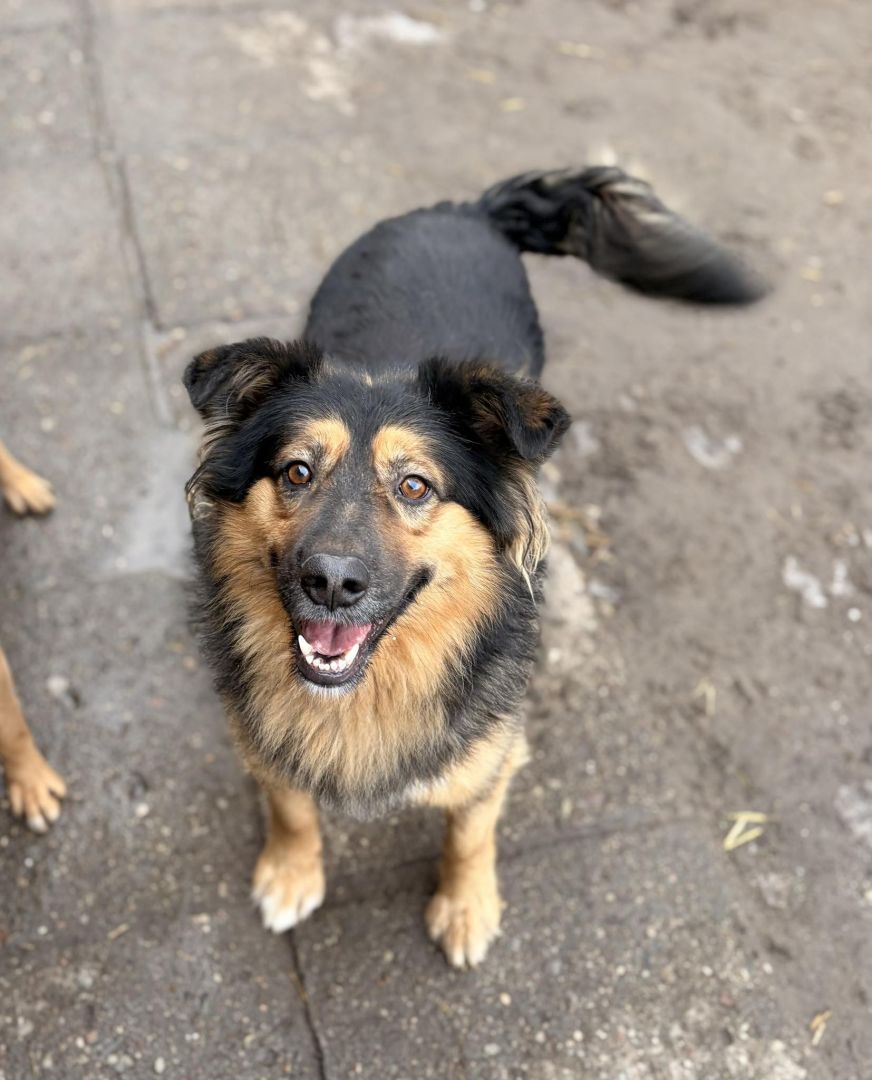 Toster - towarzyski, wesoły psiak szuka domu!  - Zdjęcie 1