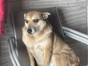 Cudowna Helcia, delikatna, wrażliwa sunia