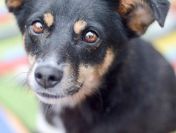 Natka - wyjątkowa sunia szuka domu!