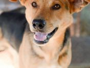 Aron - spokojny psiak szuka kochającego domu!