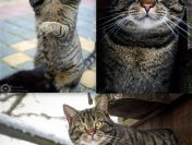 Cudowny Ramzes bez szans na dom...POMOCY!