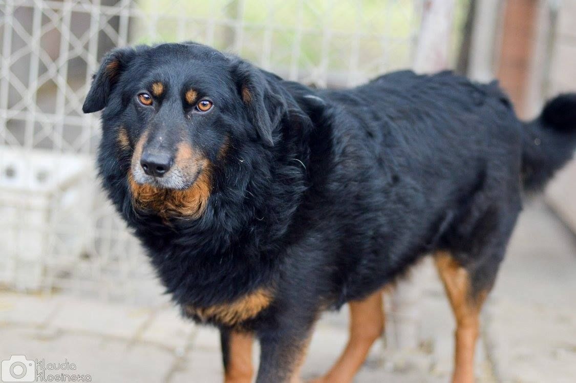 Dżeki - niekonfliktowy, wspaniały psiak szuka domu  - Zdjęcie 1