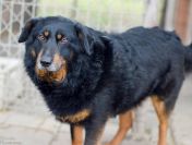 Dżeki - niekonfliktowy, wspaniały psiak szuka domu