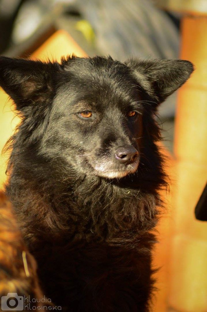 Bleki - psia indywidualistka szuka domu!  - Zdjęcie 1