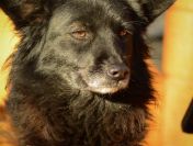 Bleki - psia indywidualistka szuka domu!