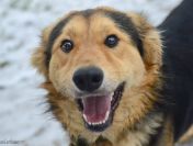 Dukat -  bez szans na dom? Pokochaj go!