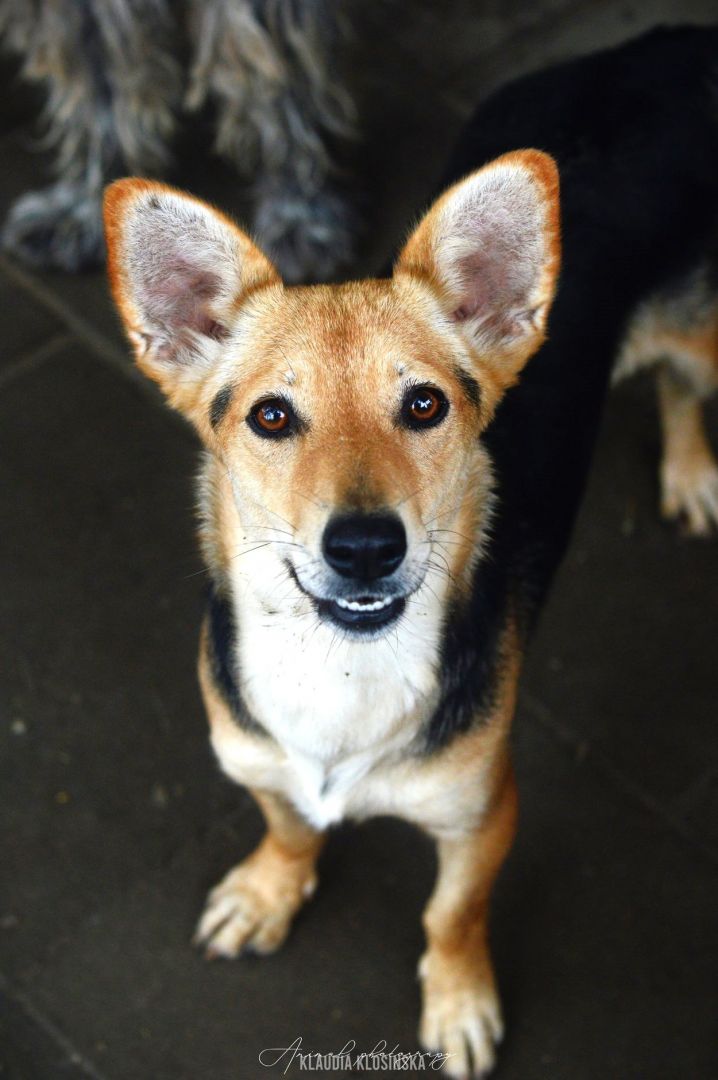 Niewielka Zuzia, młoda i wesoła sunia do pokochania  - Zdjęcie 1