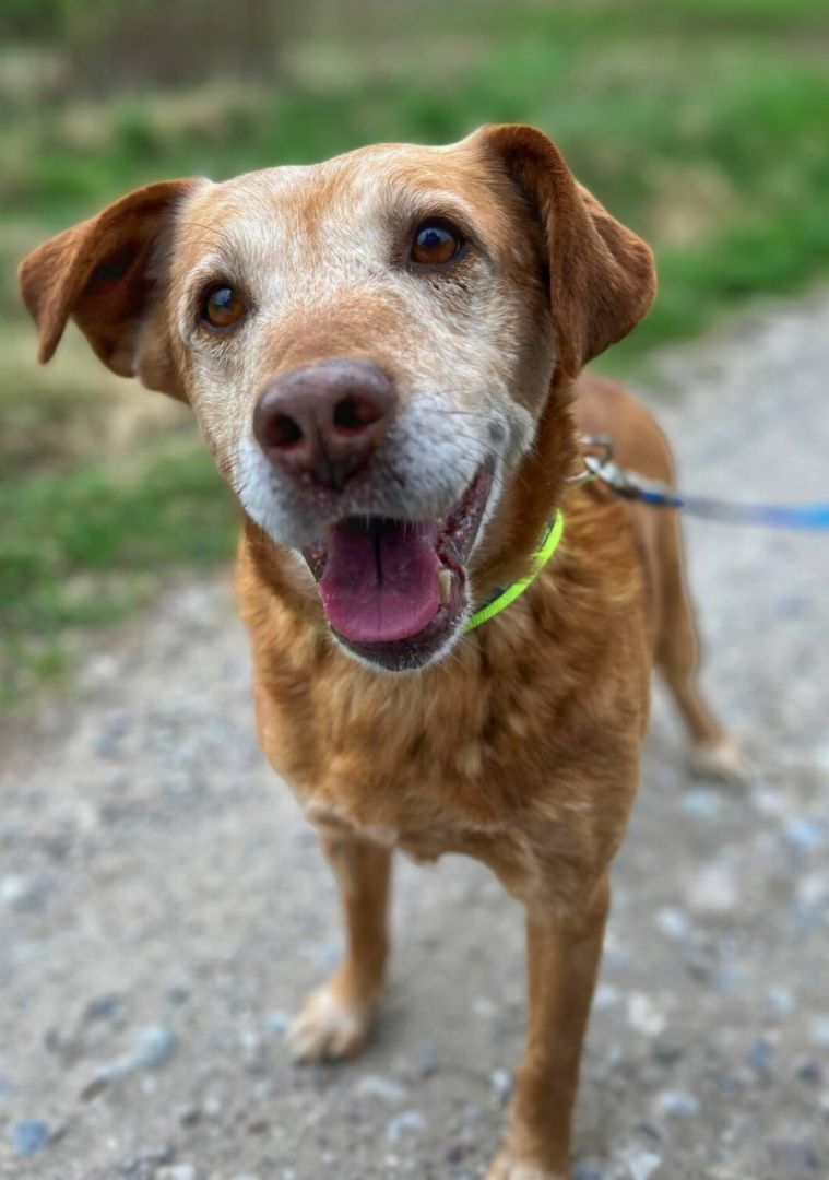 Staś, psi dziadek szuka domu na jesień życia  - Zdjęcie 1