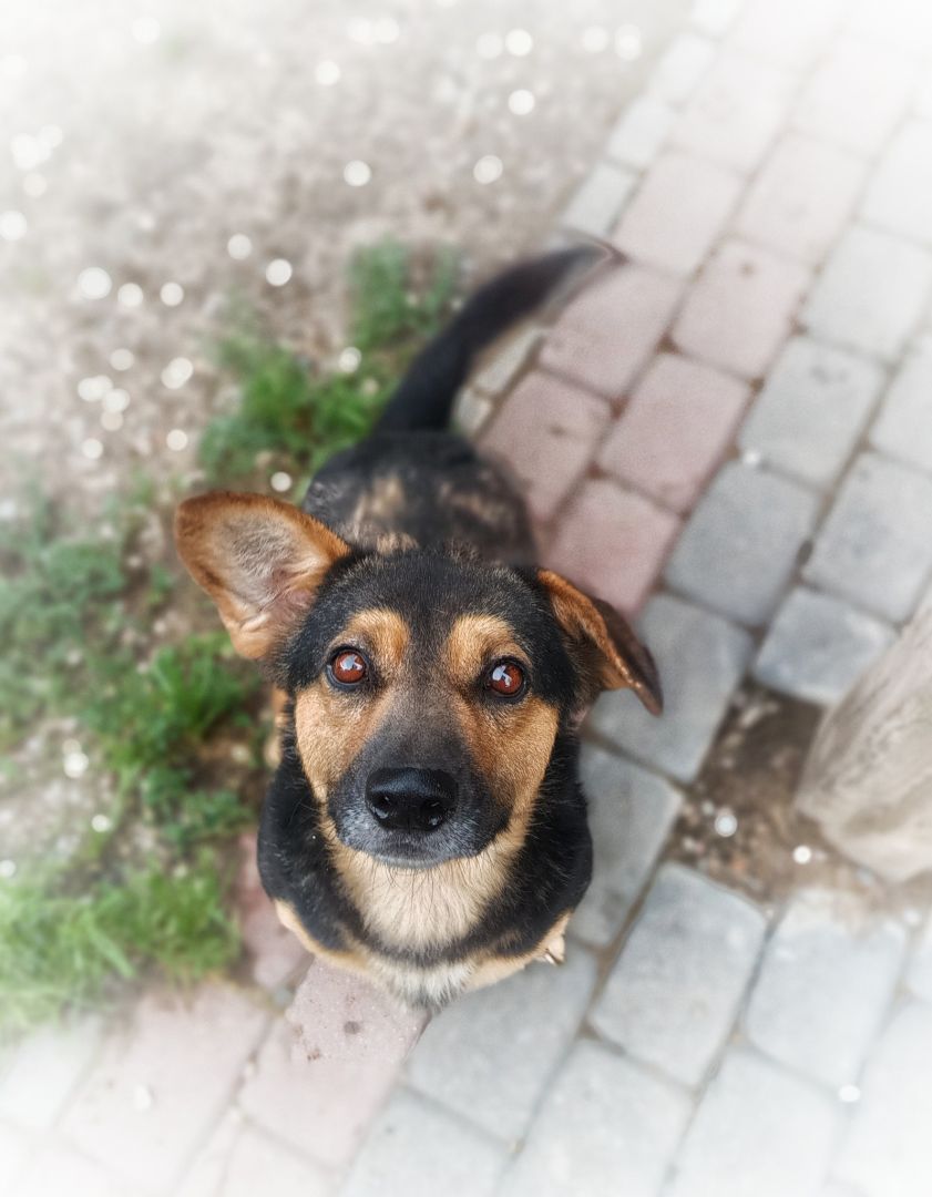 Niskopodłogowy, łagodny Baloo szuka domu!  - Zdjęcie 1