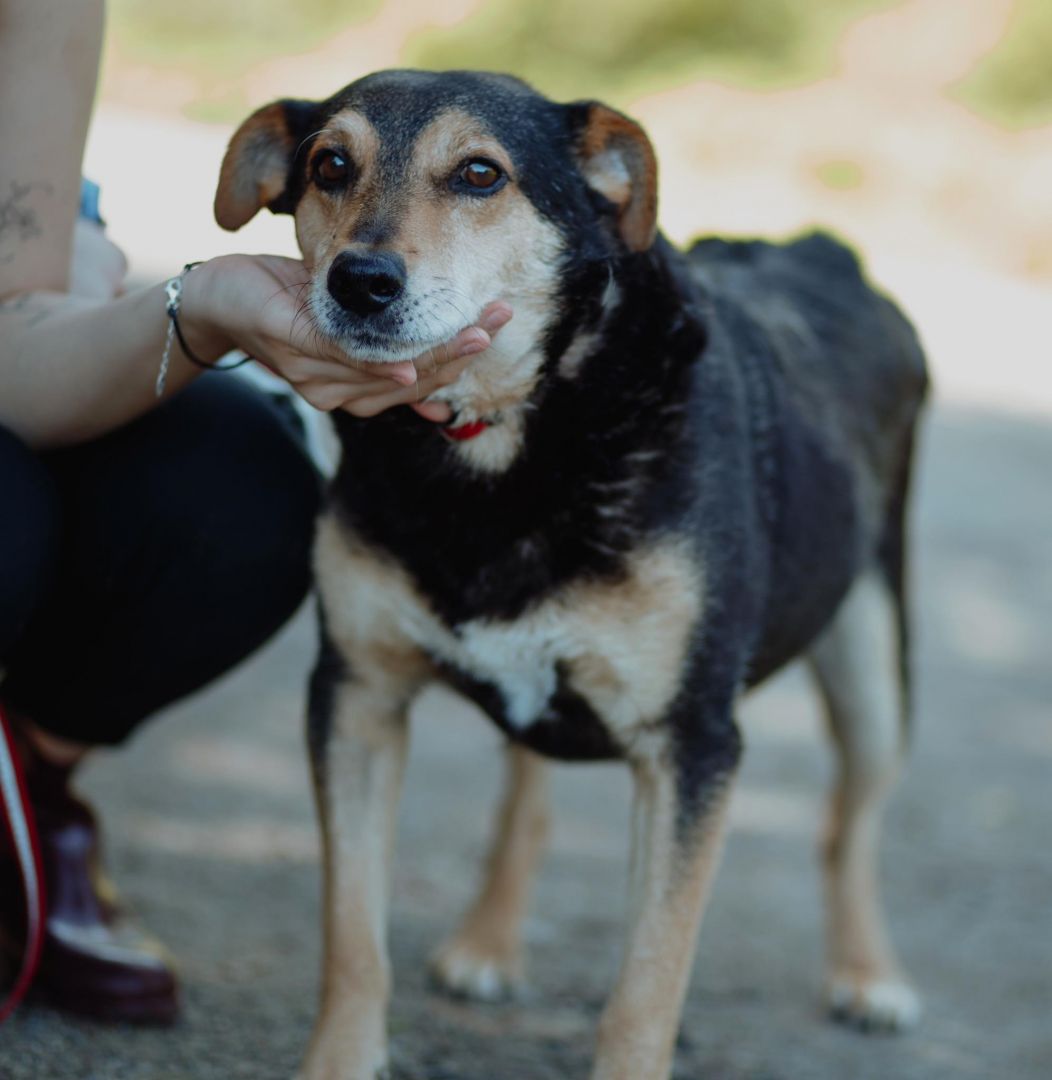 Fiodor - psi anioł, spokojny, delikatny psiak szuka domu!  - Zdjęcie 1