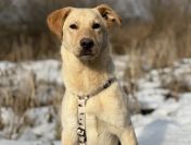 Goldi - wesoły szczeniak w typie labradora