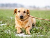 Rudzik - delikatny, spokojny, do rany przyłóż!