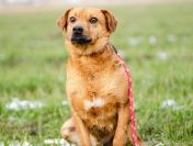 Cudowny Rożek - delikatny, łagodny psiak