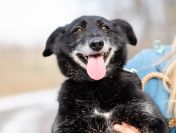 Patyk - wesoły, mały psiak szuka domu!