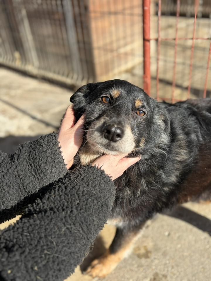 Dżeki - łagodny, spokojny, niekonfliktowy psiak  - Zdjęcie 1