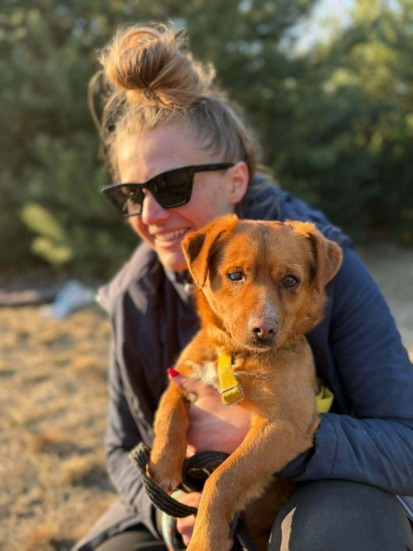 Marianek - nieduży rudy kawaler szuka domu!  - Zdjęcie 1