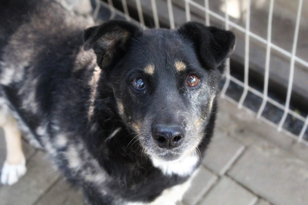 Babunia Perełka szuka swojego wymarzonego domu!  - Zdjęcie 1