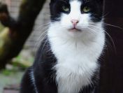 Dany - cudowny, rozmruczany kotek szuka domu!