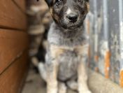 Pyza - słodka, 8 tygodniowa sunia szczeniak szuka domu