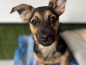 Berlinka - SZCZENIAK w typie jamnika szuka domu!