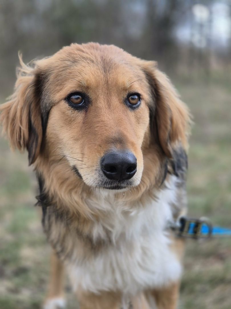 Sofi - pełna życia, wesoła, młodziutka sunia!  - Zdjęcie 1