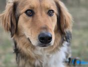 Sofi - pełna życia, wesoła, młodziutka sunia!