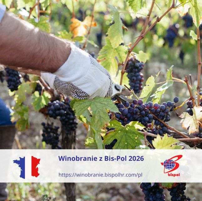 WINOBRANIE 2026  - Zdjęcie 1