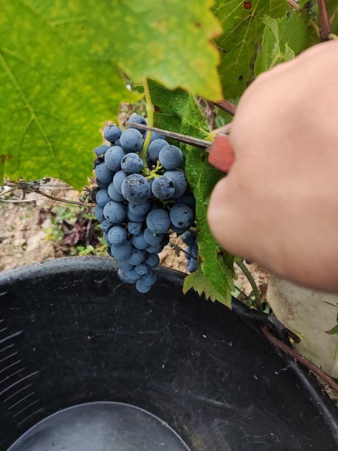 Winobranie 2026 Francja  - Zdjęcie 1