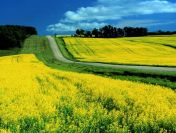 Ukraina.Olej rzepakowy 2,2 zl/litr + biomasa,tluszcze roslinne.Tanio